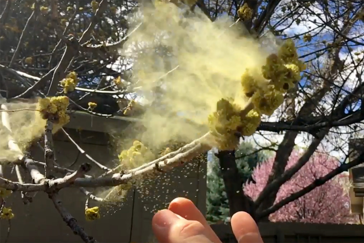 Ash Tree Pollen Allergy and Asthma Center of Western Colorado